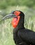 Ground Hornbill