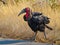 Ground hornbill in the African bush