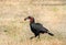 Ground Hornbill on the african plains