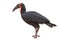 Ground Hornbill bird