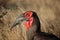 Ground Hornbill (Bucorvus leadbeateri)