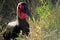 Ground hornbill, Kruger National Park, South African Republic