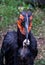 Ground hornbill with a mouse for dinner