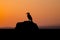 Ground hornbill sunset in the Masai Mara