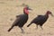 Ground hornbills birds in the african savannah.