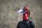 ground hornbills (Bucorvidae) are a family of the order Bucerotiformes, endemic to sub-Saharan Africa