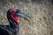 ground hornbills (Bucorvidae) are a family of the order Bucerotiformes, endemic to sub-Saharan Africa