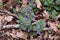 Ground Ivy - Glechoma hederacea, Lopham Fen, Suffolk, England, UK