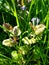 Ground Ivy - Glechoma hederacea, Norfolk, England, UK