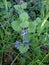 Ground Ivy - Glechoma hederacea, Norfolk, England, UK