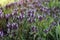 Ground ivy weed Glechoma hederacea. Purple flowers