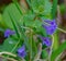 Ground Ivy Wildflowers, Glechoma hederacea