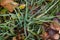 Ground level closeup shot of blades of green grass with rain drops