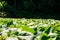 Ground level of green leafed field vegetables on sunny day