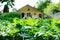 Ground level of green leafed field vegetables on sunny day, with shed in blurry background