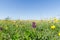 Ground level image of a flowery field with wild growing flowers in spring season