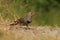 Ground level shot of a foraging male red-shafted Northern Flicker