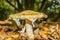 A ground level view of a colourful shaggy parasol fungi