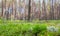 Ground Level View of Summer Coniferous Forest