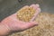 Ground malt seeds. A handful of malt for making beer in a male hand close-up. Kraft brewing from barley grain malt is
