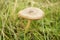 Ground mushroom between grass