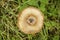 Ground mushroom between grass