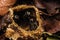 The ground-nesting stingless bees building their nests