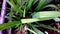 Ground Orchid Plants, long, thin leaves with a pointed tip-dark green color