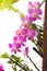 Ground orchids grow well in many areas. Flowering of purple orchids. Looks beautiful and pleasant Spathoglottis Plicata or