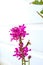 Ground orchids grow well in many areas. Flowering of purple orchids. Looks beautiful and pleasant Spathoglottis Plicata or