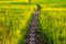 Ground path walk way in rice field through another farm at sunset I