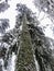 A ground perspective of a huge cedar tree covered in snow reaching towards the sky