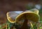 Ground perspective at a mushroom at autumn in Mecklenburg-West Pomerania germany