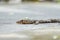 Ground perspective of a water monitor laying low