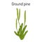Ground pine Lycopodium clavatum , or common club moss, medicinal plant