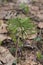 Ground pine - lycopodium obscurum