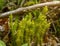 Ground pines Lycopodium Selago rare plant from Red List of Ukraine, Carpathian mountain, Ukraine. Huperzia selago