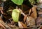 Ground pitcher, Nepenthes ampullaria