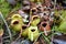 Ground pitchers, Nepenthes ampullaria