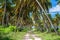 Ground road through the coconut palms. Dominican republic