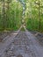 Ground road in forest birch-tree,
