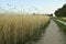 Ground road in the middle of the steppe