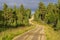 Ground road through the pin forest of Lemmenjoki national Parc in Finish Lapland. Inari municipality