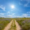 Ground road through the prairie under a sparkle sun