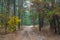 Ground road through quiet autumn forest