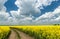 Ground road in rapeseed yellow field