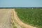 Ground road separating a plowed field and beet field, horizon and cloudless sky