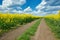 Ground road in yellow flower field, beautiful spring landscape, bright sunny day, rapeseed