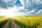 Ground road in yellow flower field with sun, beautiful spring landscape, bright sunny day, rapeseed