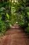 Ground rural road in the middle of tropical jungle, Seychelles, vertical composition